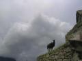 Llama Machu Pichu